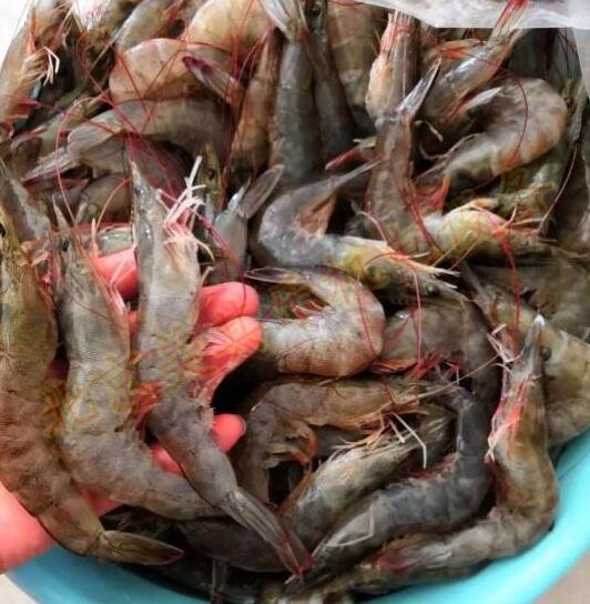 增氧技巧:蝦米養(yǎng)殖順口溜(一)